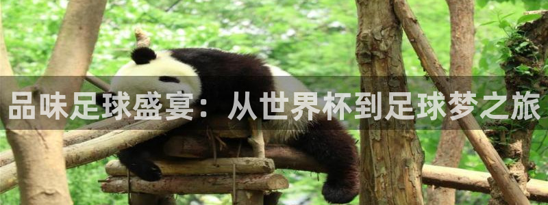 世界杯女足直播：品味足球盛宴：从世界杯到足球梦之旅