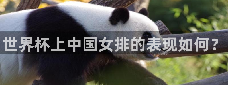 世界杯48支球队赛制：世界杯上中国女排的表现如何？